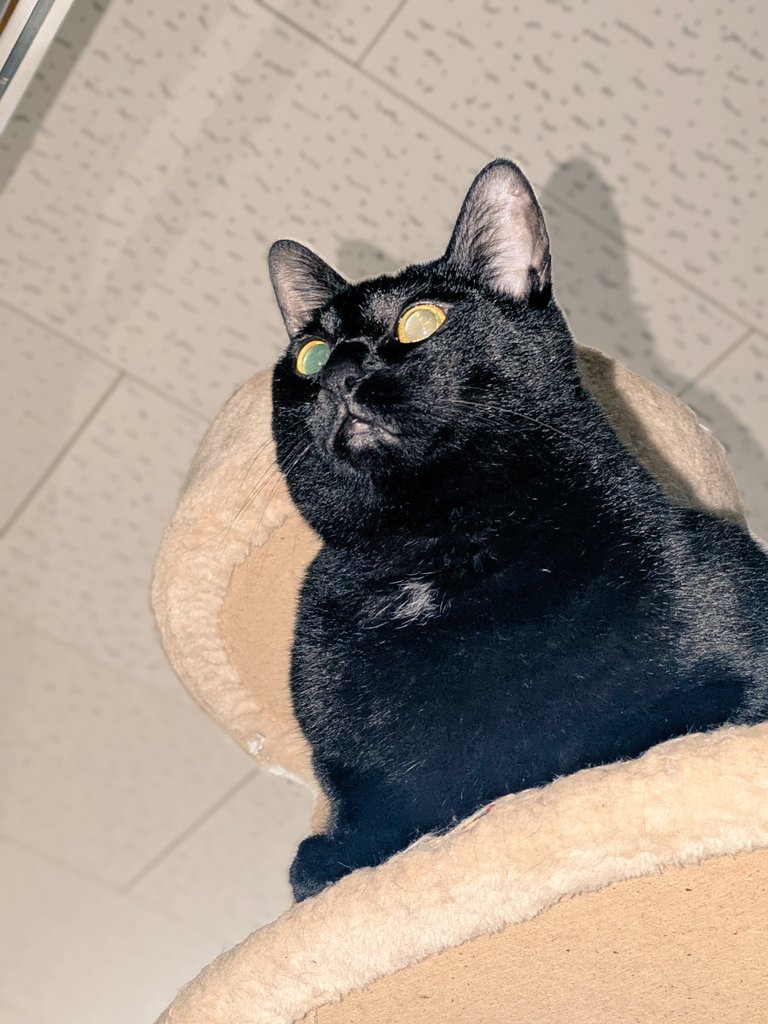 𓃠ハチワレ だいや＆黒猫 やまと𓃠 Daiya＆Yamato on X