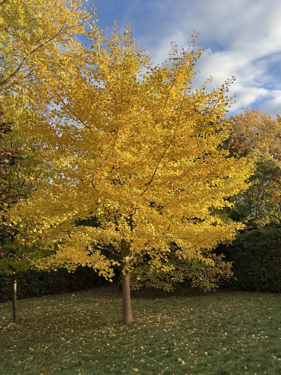boucharddavid05's tweet image. Mon Ginkgo biloba a l’air de ça aujourd’hui