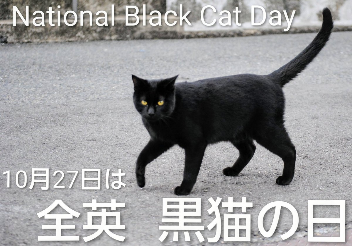 sadistic_city's tweet image. 今日10月27日は
『#全英黒猫の日』
ハロウィンの装飾に黒猫は魔女や悪霊と共に描かれるように、欧米では未だに不吉な存在という迷信が根強い
そのため施設での里親も少なく殺処分も多い事から、黒猫の魅力をもっと広めるため英国の保護猫団体が制定した祈念日🐾
#黒猫同盟
全ての黒猫に幸あれ🐈⬛