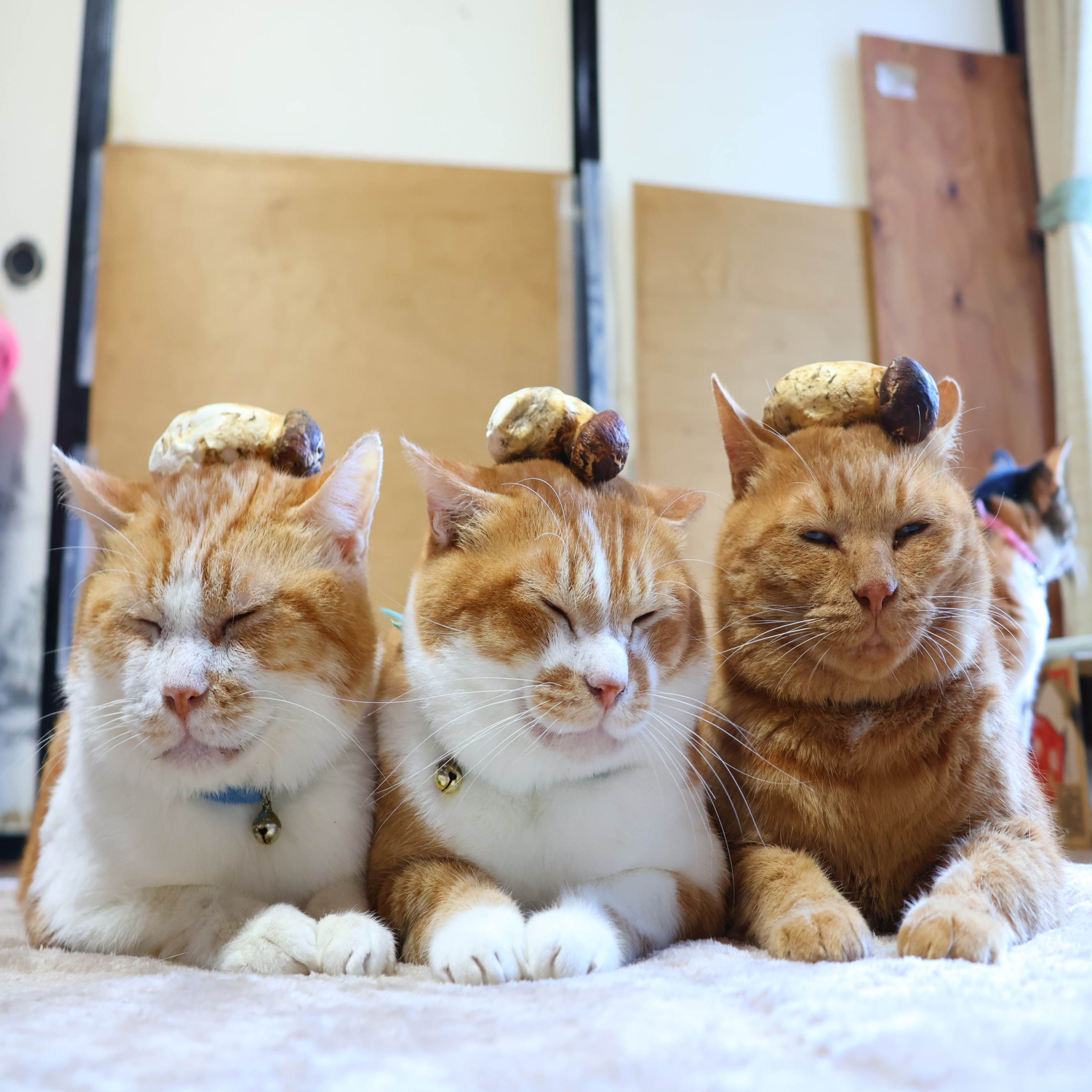 のせ猫 - Search / X