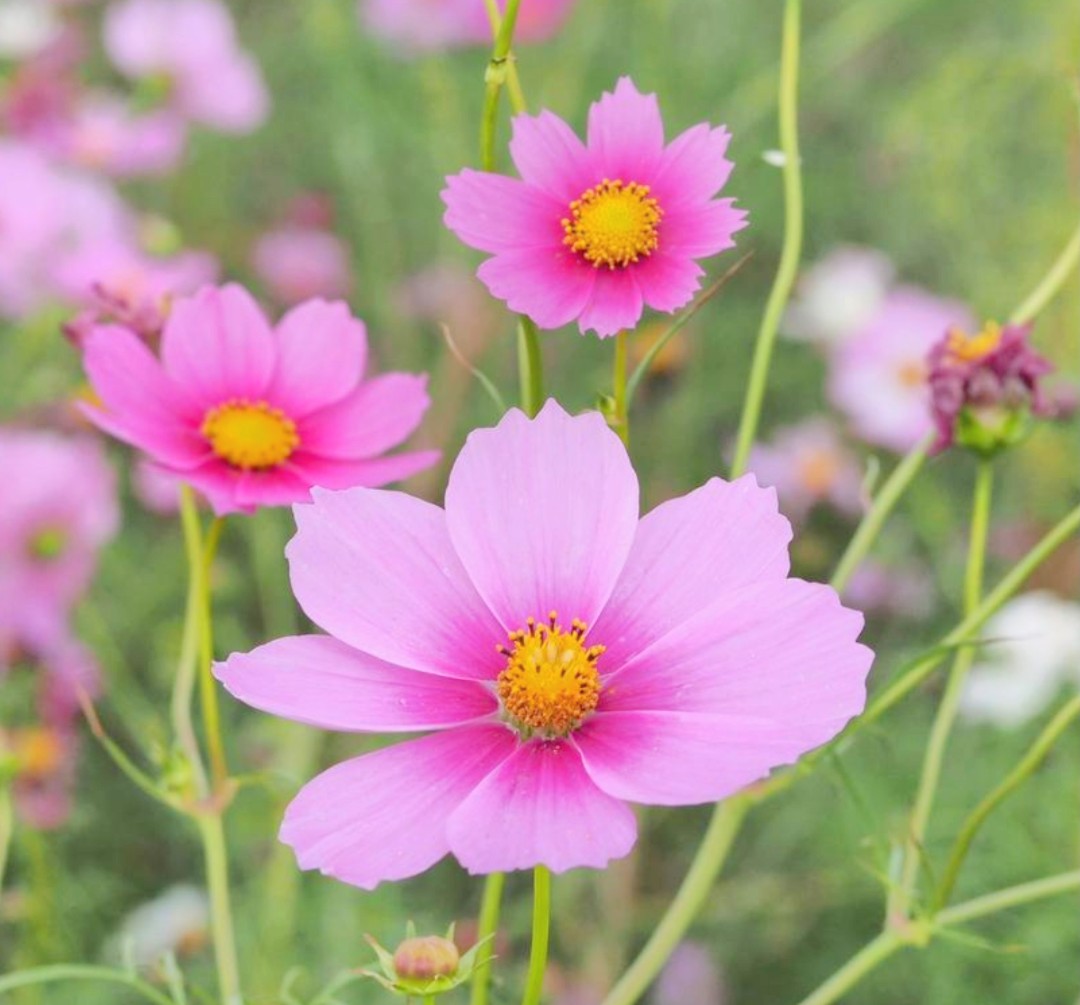 あむあむあむあむ☀️ on X