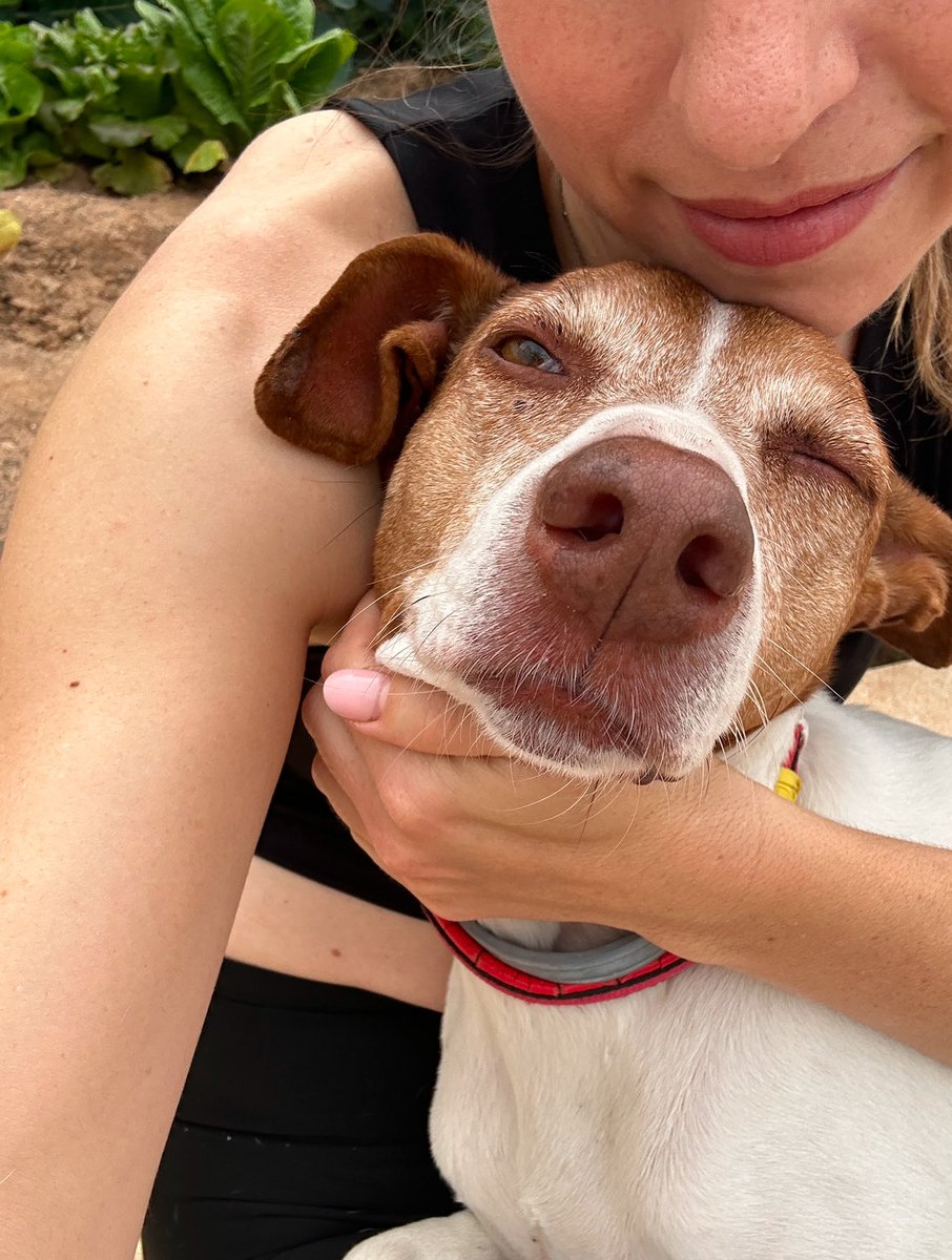 SanMonrabal's tweet image. Nuestra Lluna era una de las que tenía aquel 29 de octubre el agua al cuello en el refugio. Unas chicas francesas que estaban de Erasmus se la llevaron a su casa, y de allí a la nuestra ❤️.