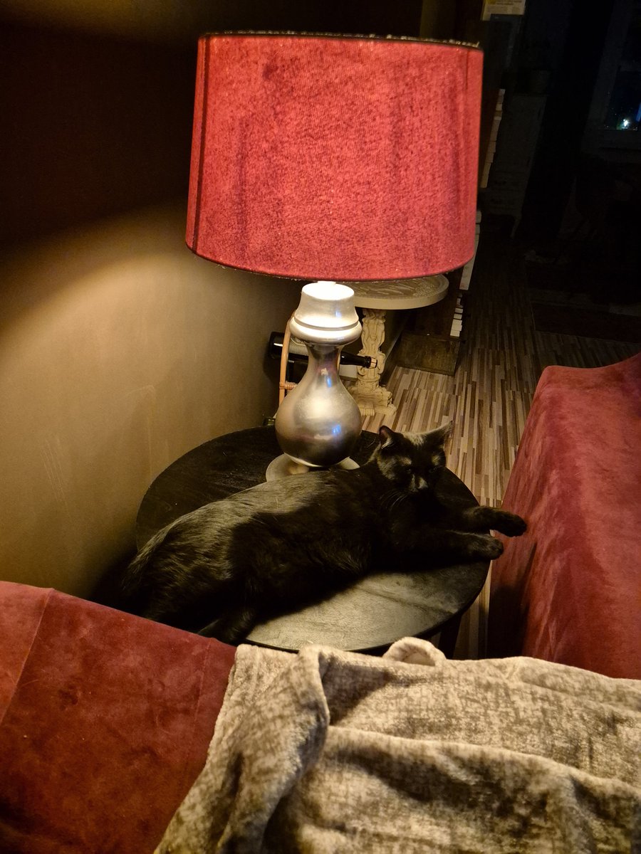 Waarom zou je op een fijn, zacht dekentje gaan liggen als je ook op een salontafel kan slapen?