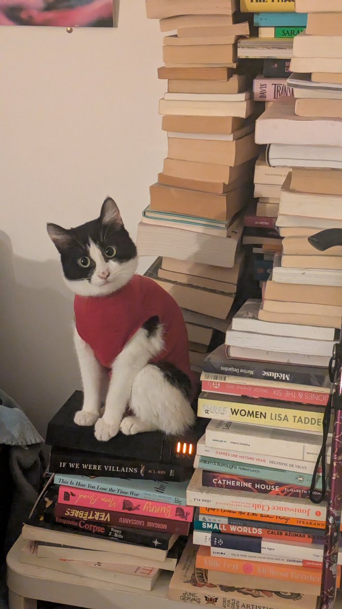 Jule | Hippo 𓅓🔻 tweet media