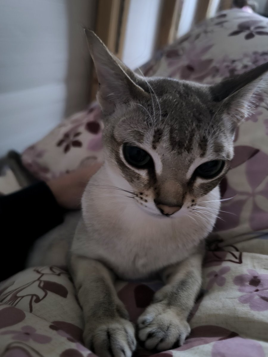 黒猫みんと みんとにゃ (@mintonya23) / X