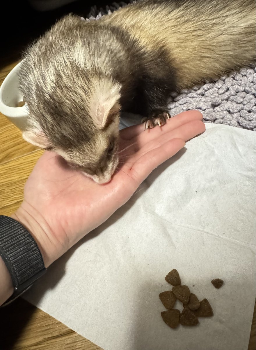 11:12💩
水分コップから飲む
R毛玉ケア1/4あげる

捨てたいのにお気に入りすぎるボロ爪研ぎで寛ぐ
撫でると自分から顔ぐりぐり押し付けてくる
11:24~11:35乳酸菌バイト少量とカリカリ58粒食す

口はまだまだ痛い模様