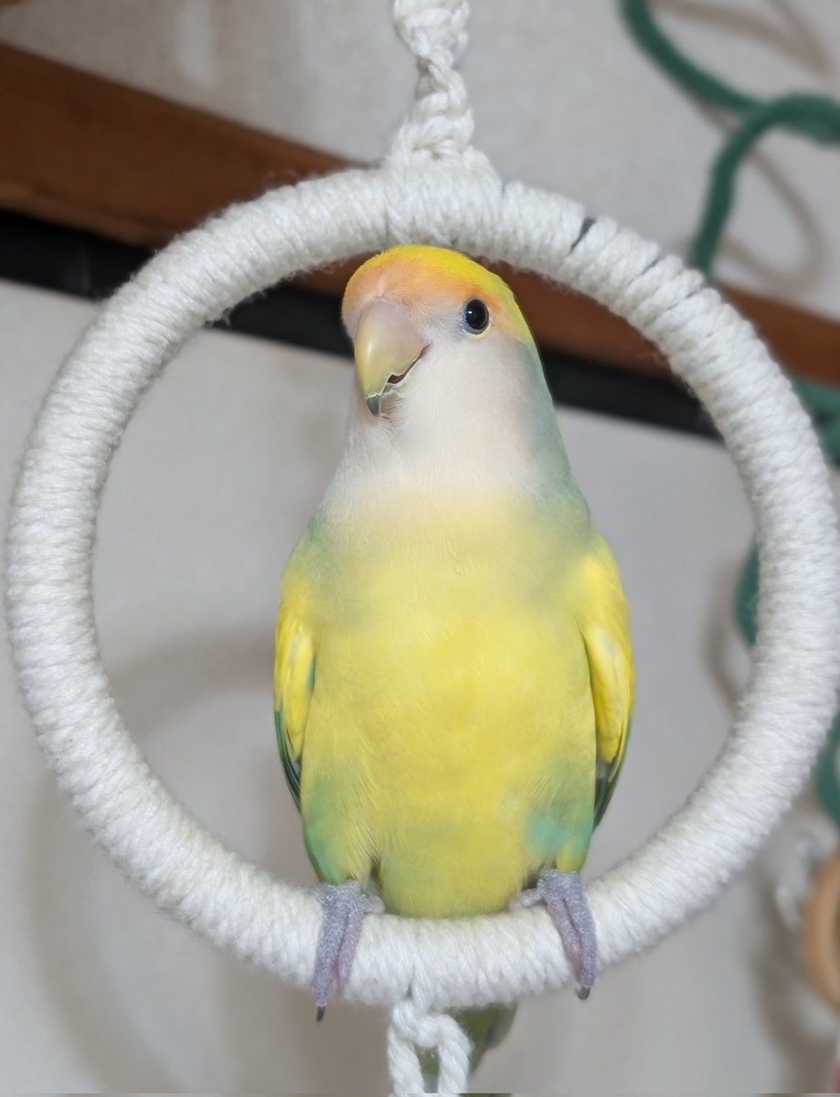 小桜yuki🦜 (@yuki79668126) / Posts / X