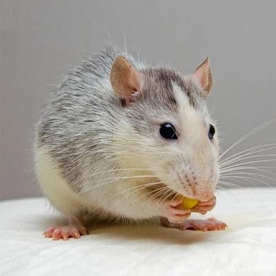 NJPestControl's tweet image. Rat Removal

ALCO Animal &amp;amp; Pest Control offers reliable rat removal in New Jersey. Safe, fast, and effective solutions for your home or business. Learn more: njpest.com/pest_control_n…

#ratremoval #pestcontrolnj #rodentcontrol #njanimalcontrol #exterminatornj