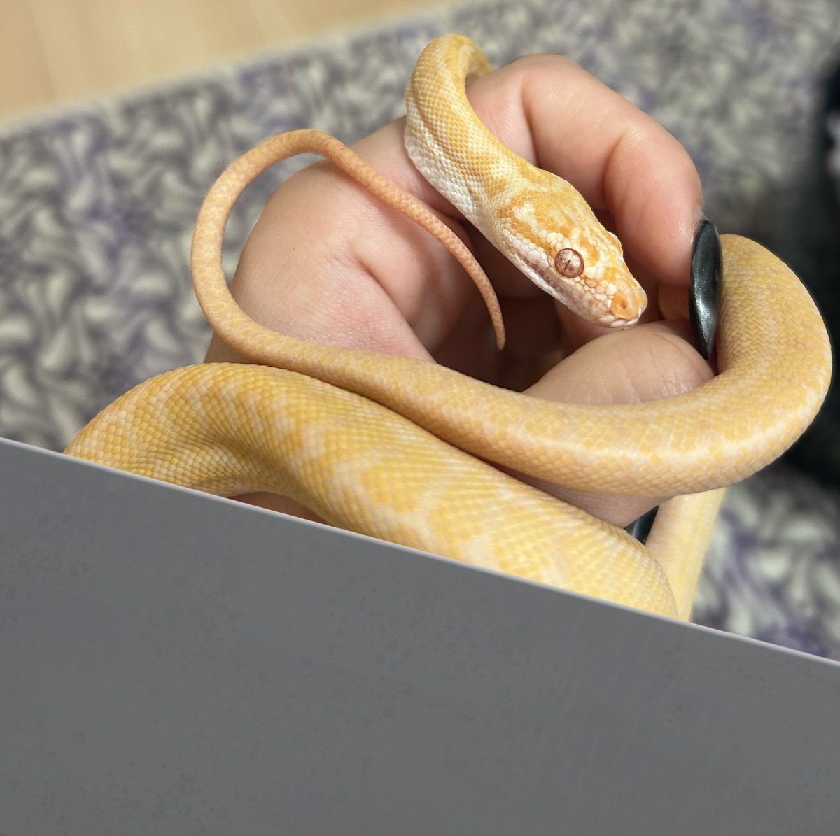 k4Nnn_Anguis's tweet image. 脱皮してた‼️
#カーペットパイソン #CarpetPython