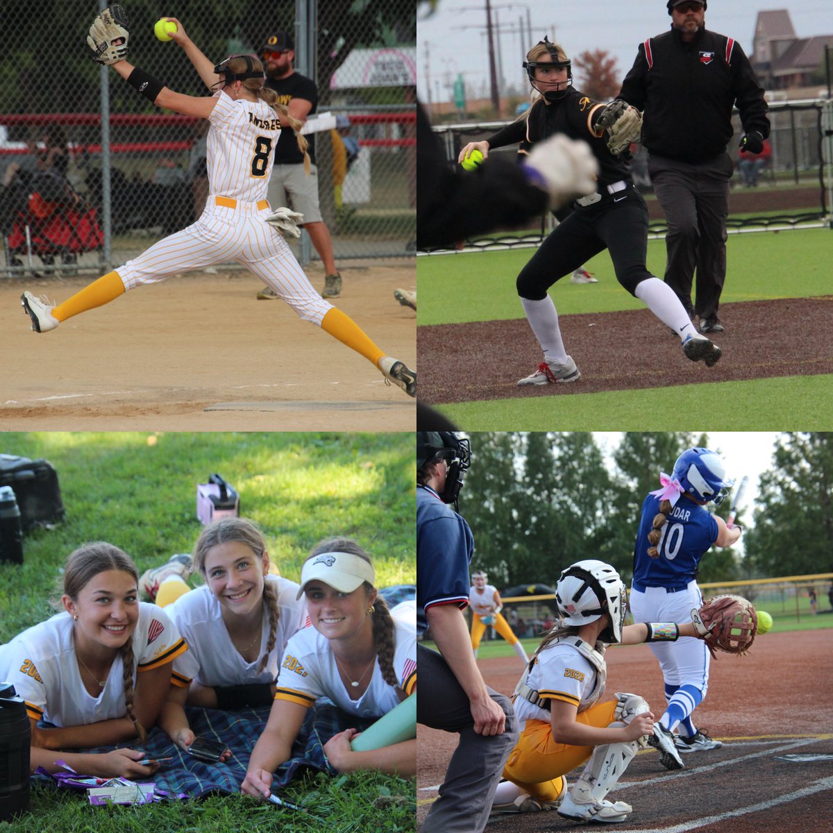 Alliance Select Gold 16u tweet media