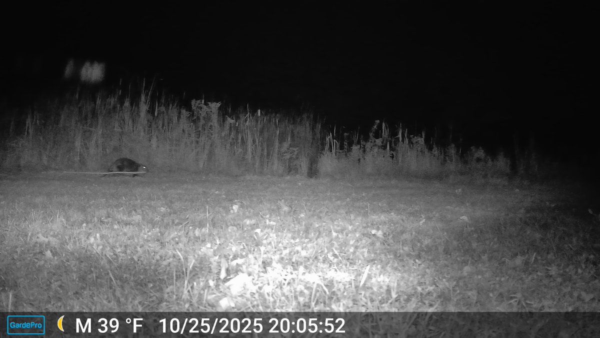 CrytzerFry's tweet image. It's Denni Moore the #beaver, caught on camera again (with friends) at my mom's place in PA.  😍🦫