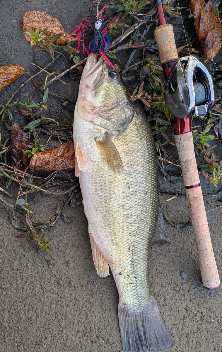 4日限定Large mouth Bass　壁掛け剥製 Large mouth Bass 壁掛け剥製 23 in Largemouth Bass Replica 2D