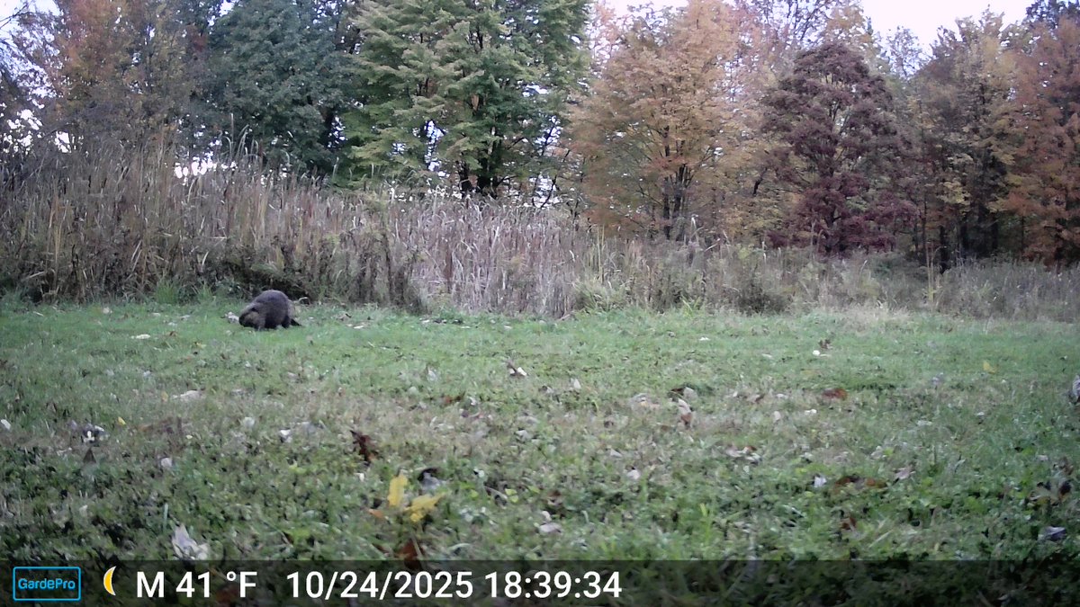 CrytzerFry's tweet image. It's Denni Moore the #beaver, caught on camera again (with friends) at my mom's place in PA.  😍🦫