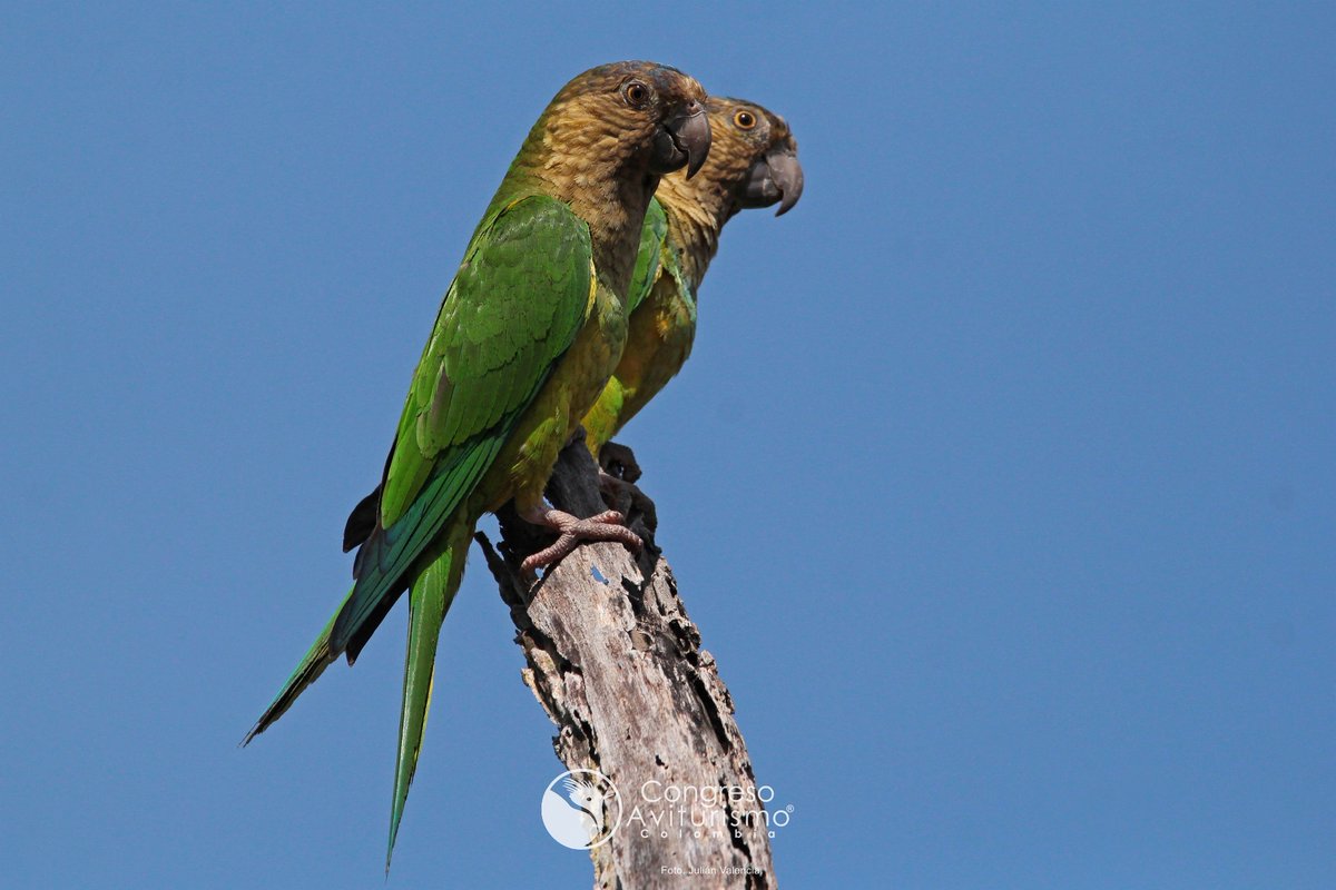 AvesCaldas's tweet image. 🐦Observa aves en Tominejo Lodge a 1.900 m de altitud a 25m de Manizales vía a Neira, en un campo convertido ahora en un bosque reforestado con +150 especies de aves.

𝗨́𝗹𝘁𝗶𝗺𝗼𝘀 𝗰𝘂𝗽𝗼𝘀
Inscríbete al plan Birding+Conferencias 
👉🏻avescaldas.com/inscripciones