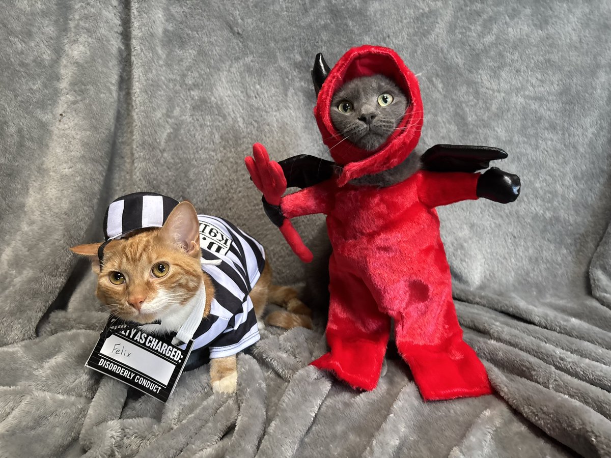 cscheerio's tweet photo. Plot twist, the costumes were original https://t.co/fKnj0b93FA