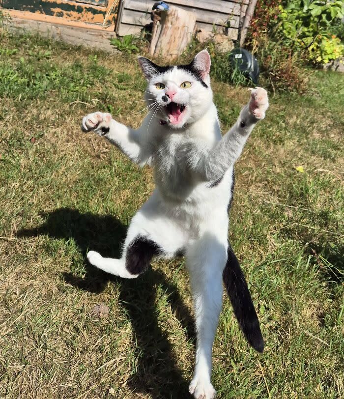 Wulfie  Viking Cat (@vonebowly) on Twitter photo 