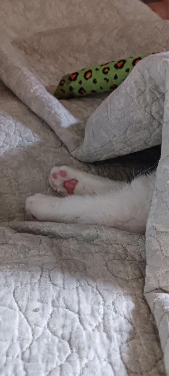 My baby girl decided it's under the blanket weather kind of day ❤️☺️ so warm and cozy 🥰 #CatsOfTwitter 
#sundayvibes