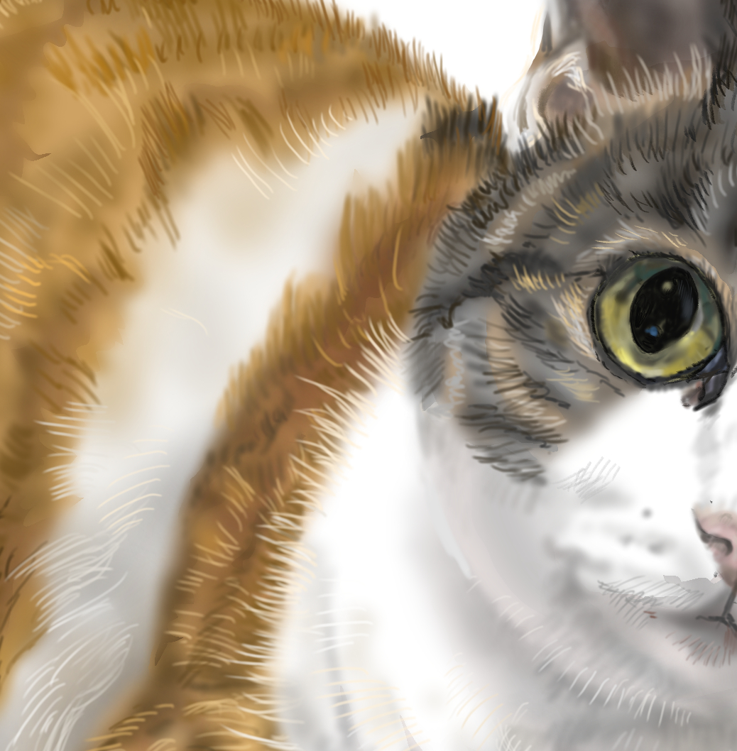 91rudo's tweet image. 今描いている猫ちゃん(=^・^=)
三毛猫大好きです💛　
毛の１本１本　柔らかさも感じていただけるよう、大切に描いていきたいです
＃猫絵　＃保護ねこ　＃三毛猫