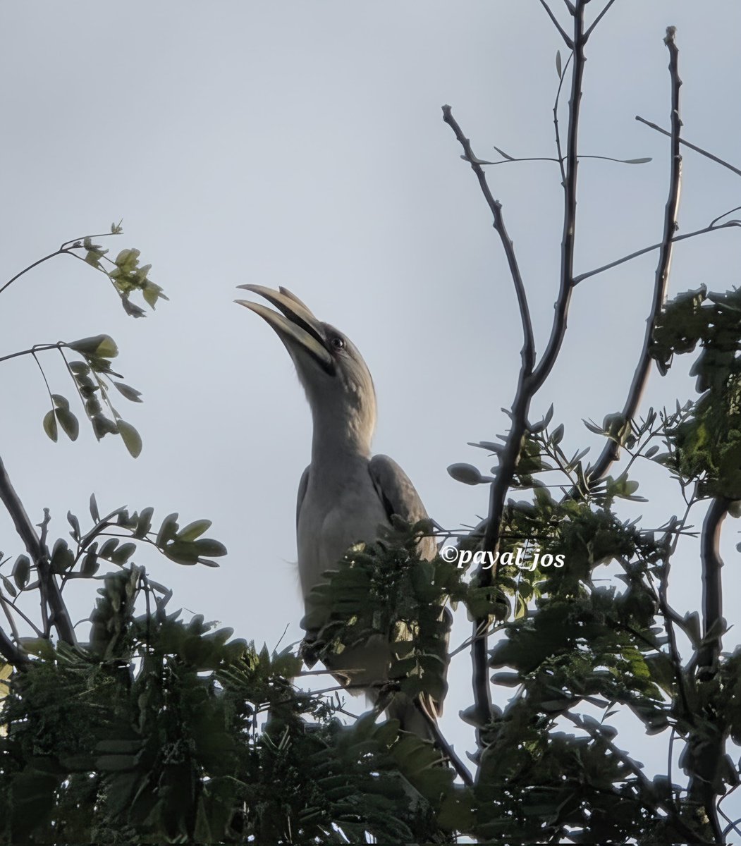 payal_jos's tweet image. Excellent start of Monday 🧿 Long-pending manuscript received minor revisions and my first click of Indian Grey hornbill - do listen to this bird&apos;s call.
This is the first sighting of this magnificent bird near our home. #birding #backtowork