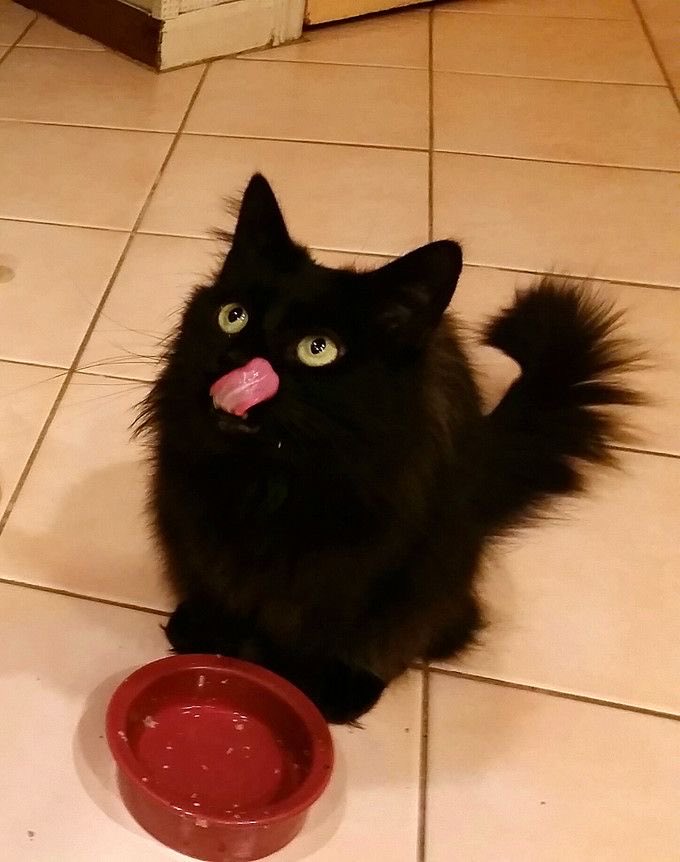 Black cats are not bad luck (@visualscat) on Twitter photo 