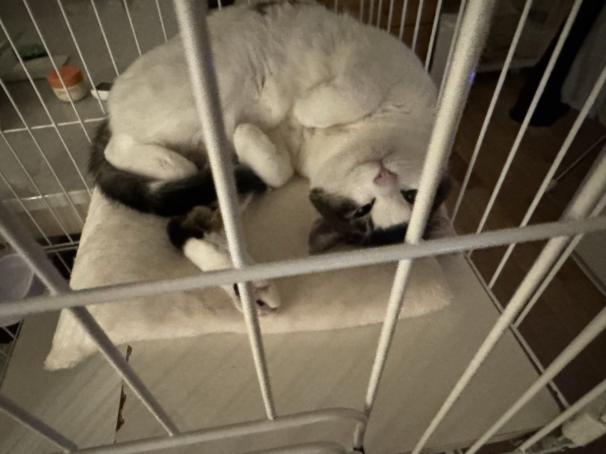 1.腹減ったな
2.あ、人間
3.メシどこ？無い？
4.よし、○す

可愛いは正義って本当なんだねお母さんっ‼︎‼︎‼︎‼︎‼︎‼︎‼︎