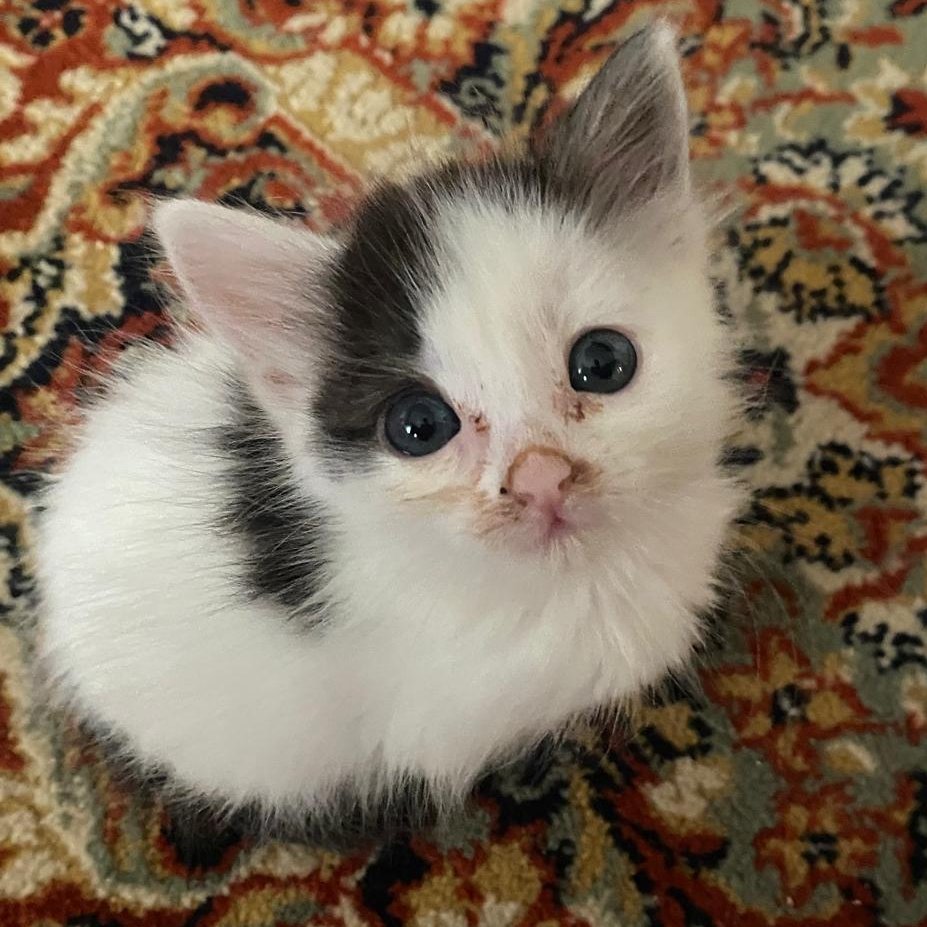 #MADRID 
POLLITO CHIQUITIN #cachorro  de 1,5 meses ABANDONADO en las calles 
NECESITA #adopcionresponsable 
Se entrega chipado,vacunado,desparasitado y testado en leucemia e inmuno 
EXIGIMOS protecciones en ventanas y terrazas
CONTACTO 📩facenuevavida@gmail.com 
#gatos #adopta