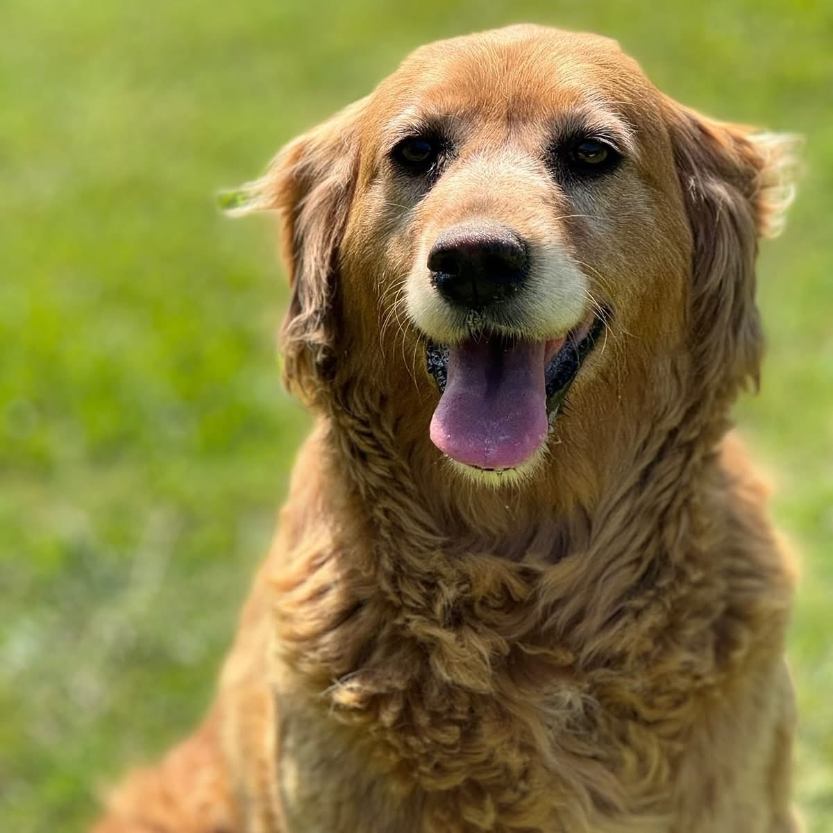 Meet Mango 🐾

Our gorgeous deep red golden girl 🍯💛

Mango is a middle-aged golden retriever who radiates kindness and calm. She’s affectionate with people, gentle with other dogs, and has shared her space and toys beautifully. We haven’t seen many reservations from her, she’s