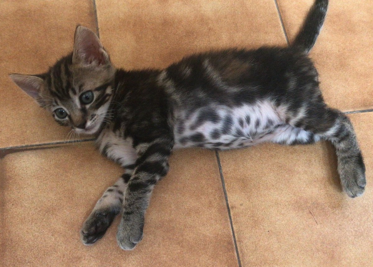 #madrid 
KOKITA  #cachorra de 1,5 meses  RESCATADA del interior de una tuberia 
NECESITA #adopcion 
Sociable con niños y 🐱
Se entrega chipada,vacunada,desparasitada y testada en leucemia e inmuno 
EXIGIMOS protecciones en ventanas y terrazas 
CONTACTO📩 facenuevavida@gmail.com