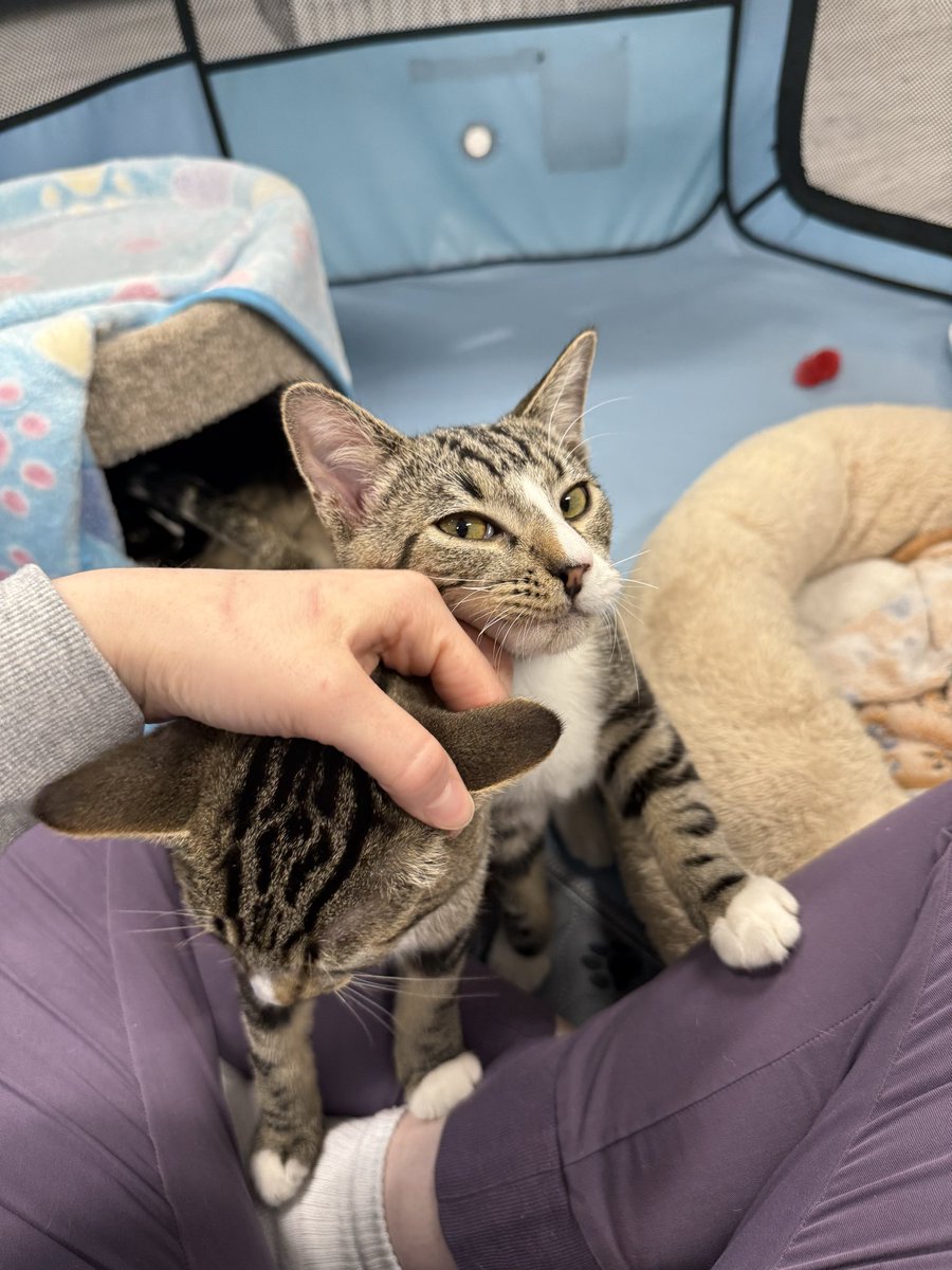 feederofcats's tweet image. Fishbone and Banana Peel were eating out of a trash can but are now looking to be adopted by someone who treats them like little babies and gives them everything even when they&apos;re annoying