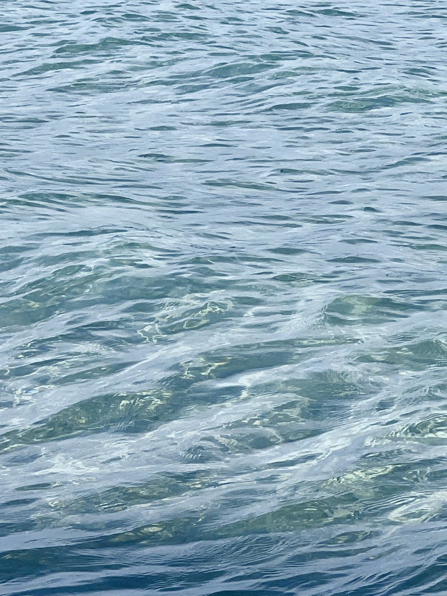 แองมอนิ่งงงงงง วีคที่ผ่านมาลี่ลายาวไปเติมวิตามิน sea มาแหละ 🌊ได้ซนได้จุ่มธรรมชาติเต็มที่จนตัวไหม้ไปหมดแนะ แต่มีไฟกลับมาเล่นกับทุกคนแล้วววววว จากที่ก่อนหน้านี้ยมสุด ทุกคนสู้ ๆ กับวันแรกของสัปดาห์นะคะ 🌟