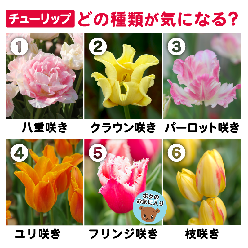 チューリップ】🌷