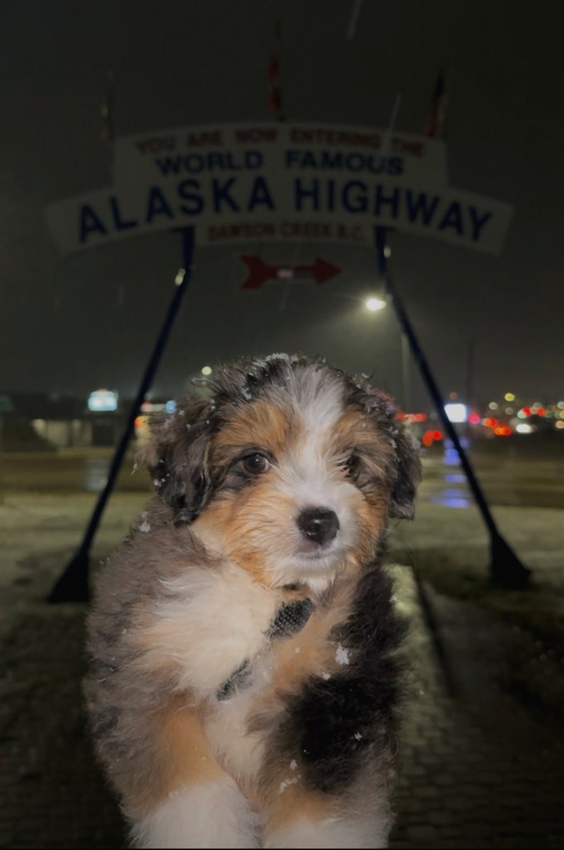 This is this is my new pal, Boone.