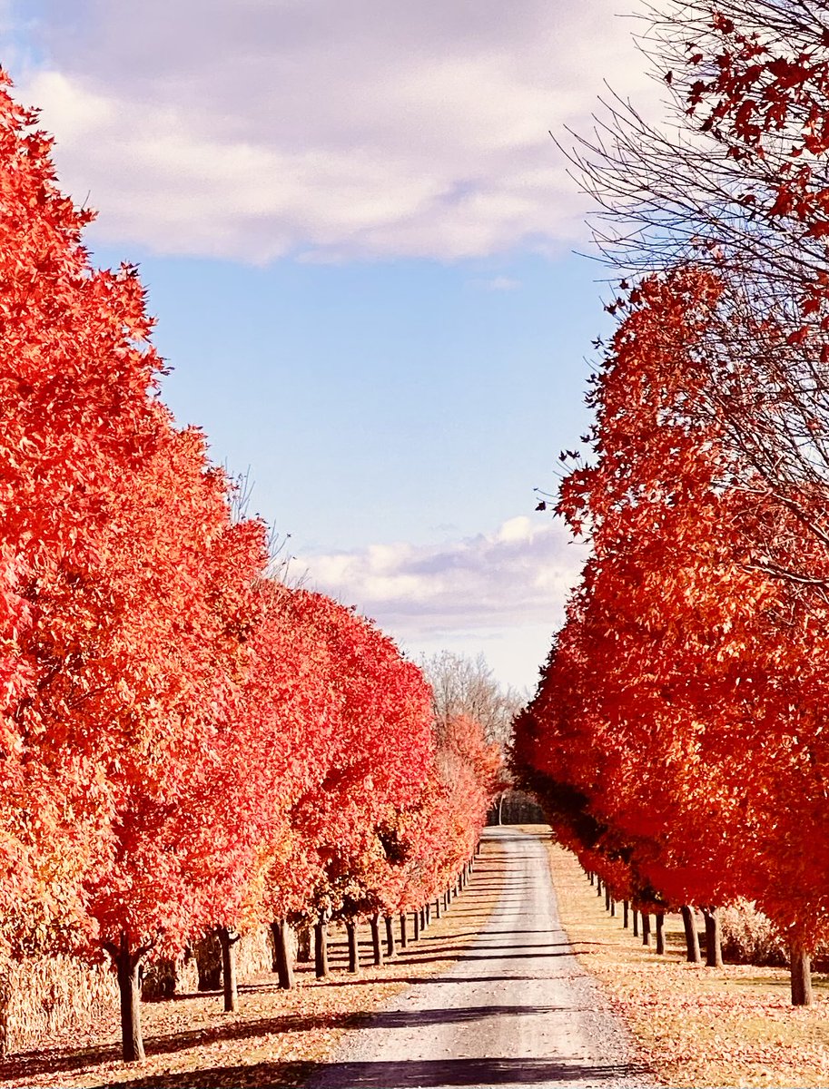 VisibleThink's tweet image. We dig snow and the rain and the bright sunshine, dragging the line …
#countrylane  #backroads