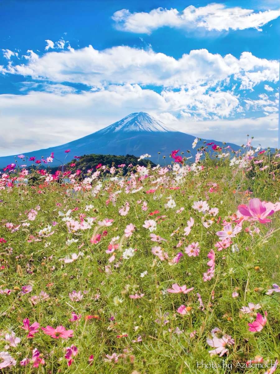 桃色の雲ページです＊ ライブ最高 on X