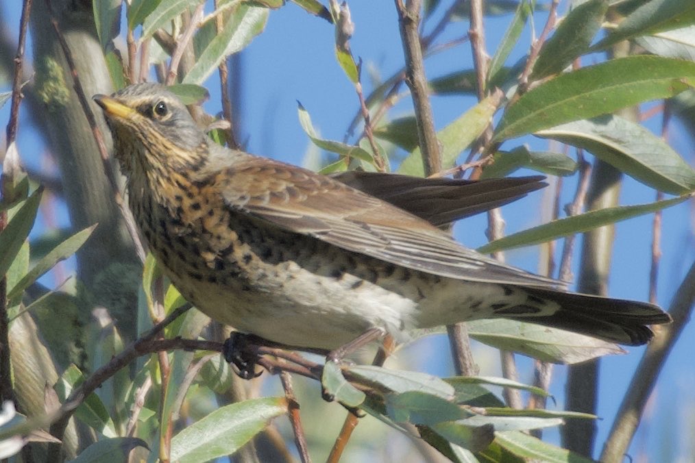 A Fieldfare at Holland Haven Country Park today <a href="/BirdingHaven/">holland haven birding</a> #birdwatching #BirdsofX