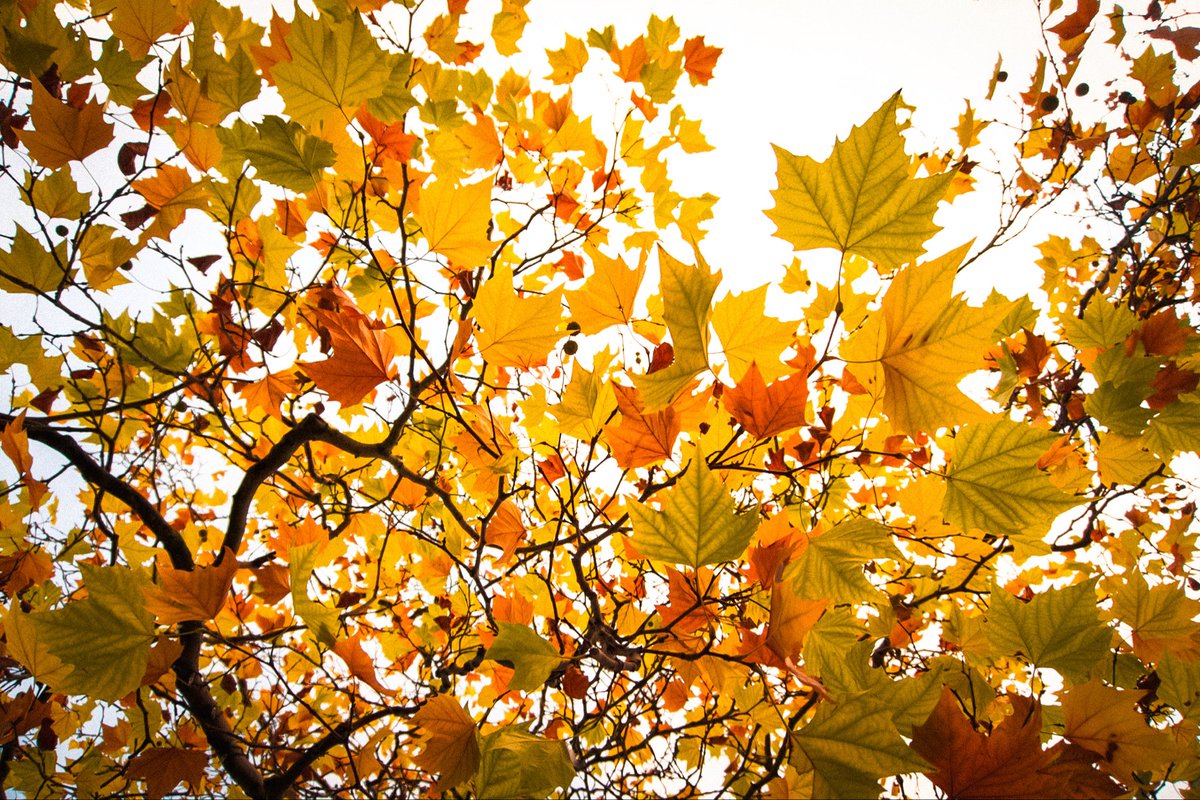 xmdxib's tweet photo. every leaf, a whispered farewell to summer 🍁 https://t.co/4RUcumLc21