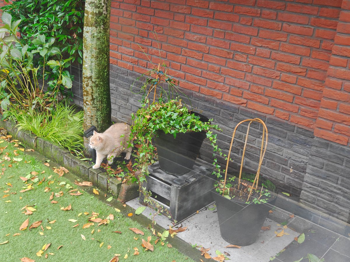 肉坨坨🇳🇱 tweet media
