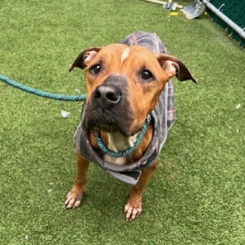🐾10-y/o Myra May listed for medical - has a large hip mass. Found as a stray mid Oct, brought in by finder. Case flagged for neglect. Loves treats. Needs a foster offer by 10/28: nycacc.app/#/browse/239400