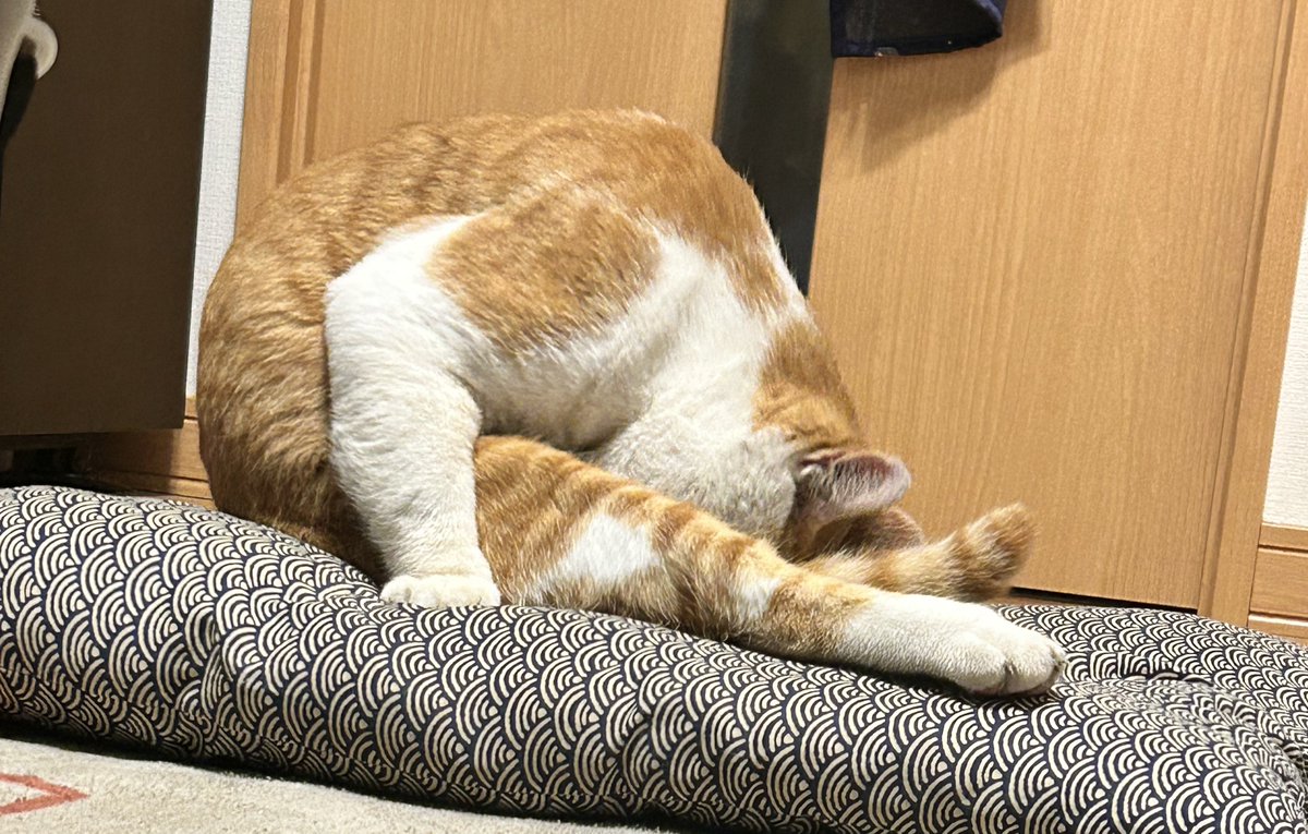 アルト~art~Ꮚ*´ꈊ`*Ꮚﾒｪ~ on X