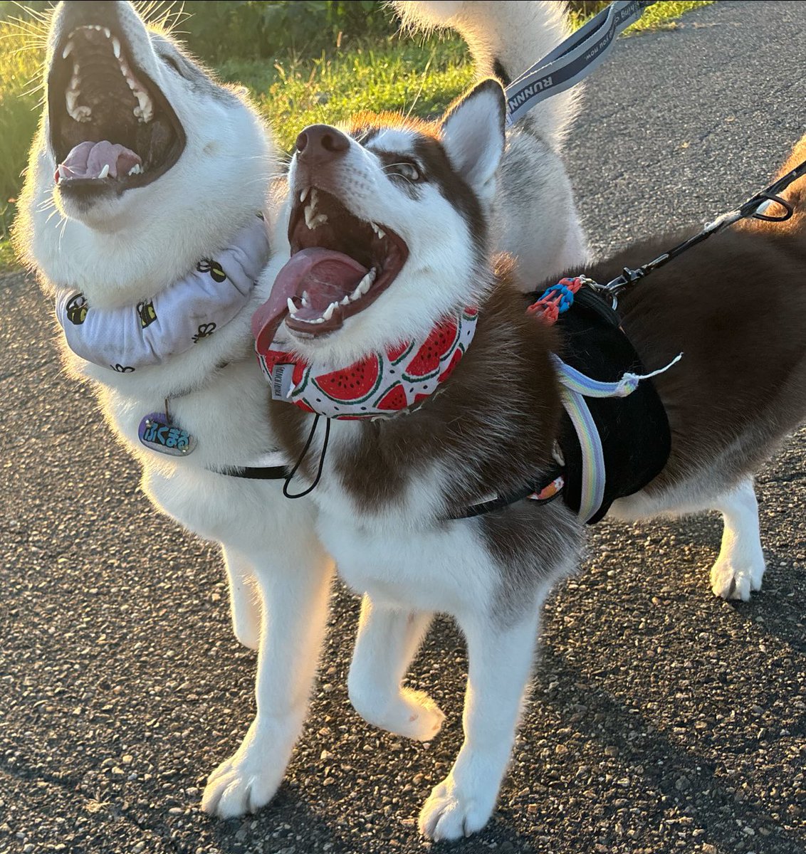 犬最高❗️犬❗️最高❗️犬ｯ‼️最高ｯｯ‼️
