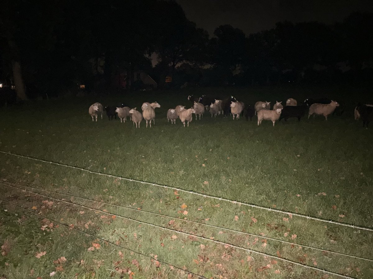 Vanavond met hond uitlaten werd ik op geattendeerd dat er een #wolf een schaap te pakken had. #barneveld dit was het derde dier in 3 dagen. Schapen zijn doodsbang! <a href="/SGPBarneveld/">SGP Barneveld</a> <a href="/BarneveldseKrnt/">BarneveldseKrant.nl</a> <a href="/112Barneveld/">112Barneveld</a> <a href="/SGPnieuws/">SGP</a> wanneer komt er actie? <a href="/JaccovanderTak/">Jacco van der Tak</a>