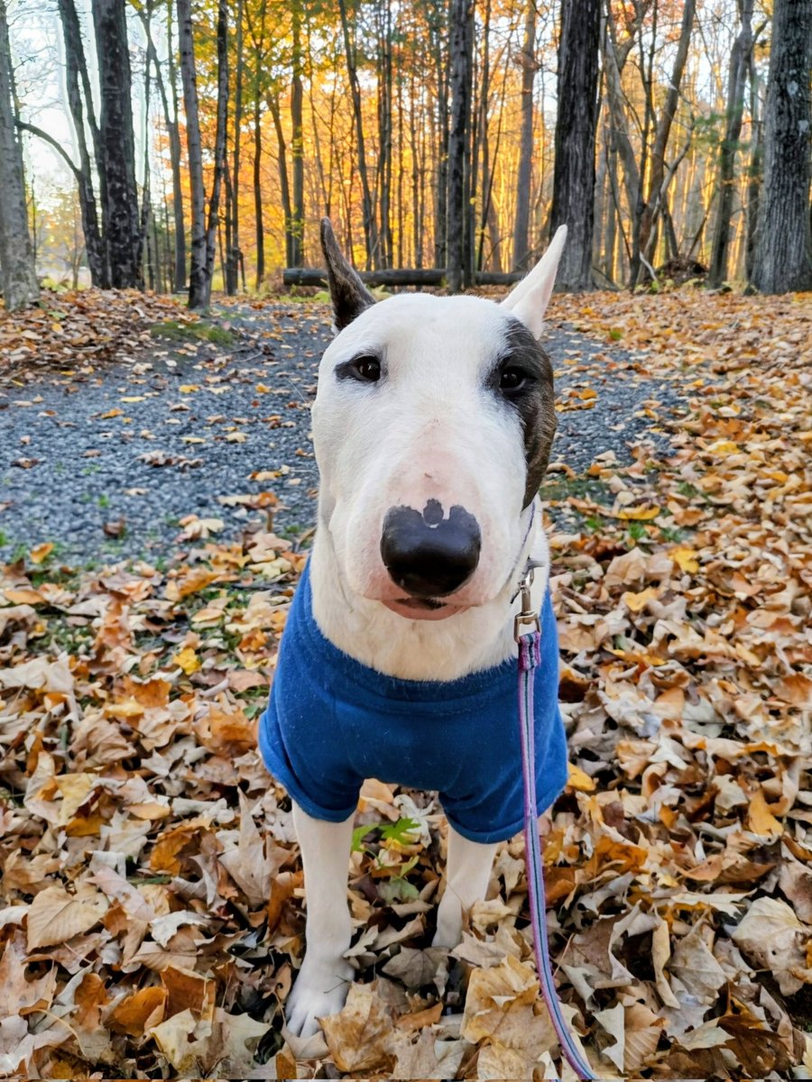 rexthetvterrier's tweet image. We took a late afternoon walk in the woods.  It was nice.  We saw a flock of turkeys.  I've never seen turkeys before.  They're big and quiet, so I Ieft them alone.
#Spike #Sunday #Nature #Dogs