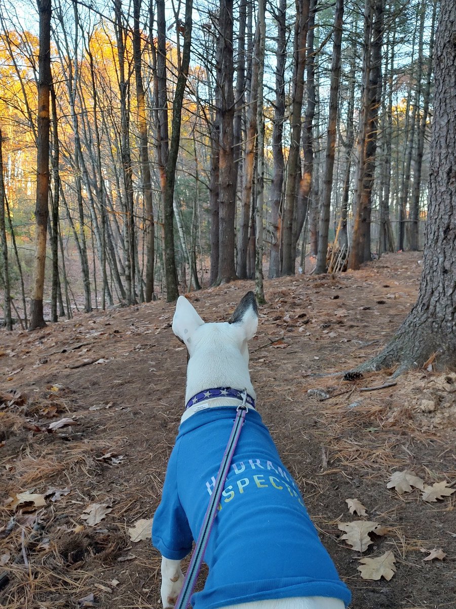 rexthetvterrier's tweet image. We took a late afternoon walk in the woods.  It was nice.  We saw a flock of turkeys.  I've never seen turkeys before.  They're big and quiet, so I Ieft them alone.
#Spike #Sunday #Nature #Dogs