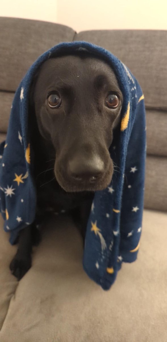 PaigeParry3's tweet photo. This dog lol 🤣🤣 https://t.co/8139tK2j9u