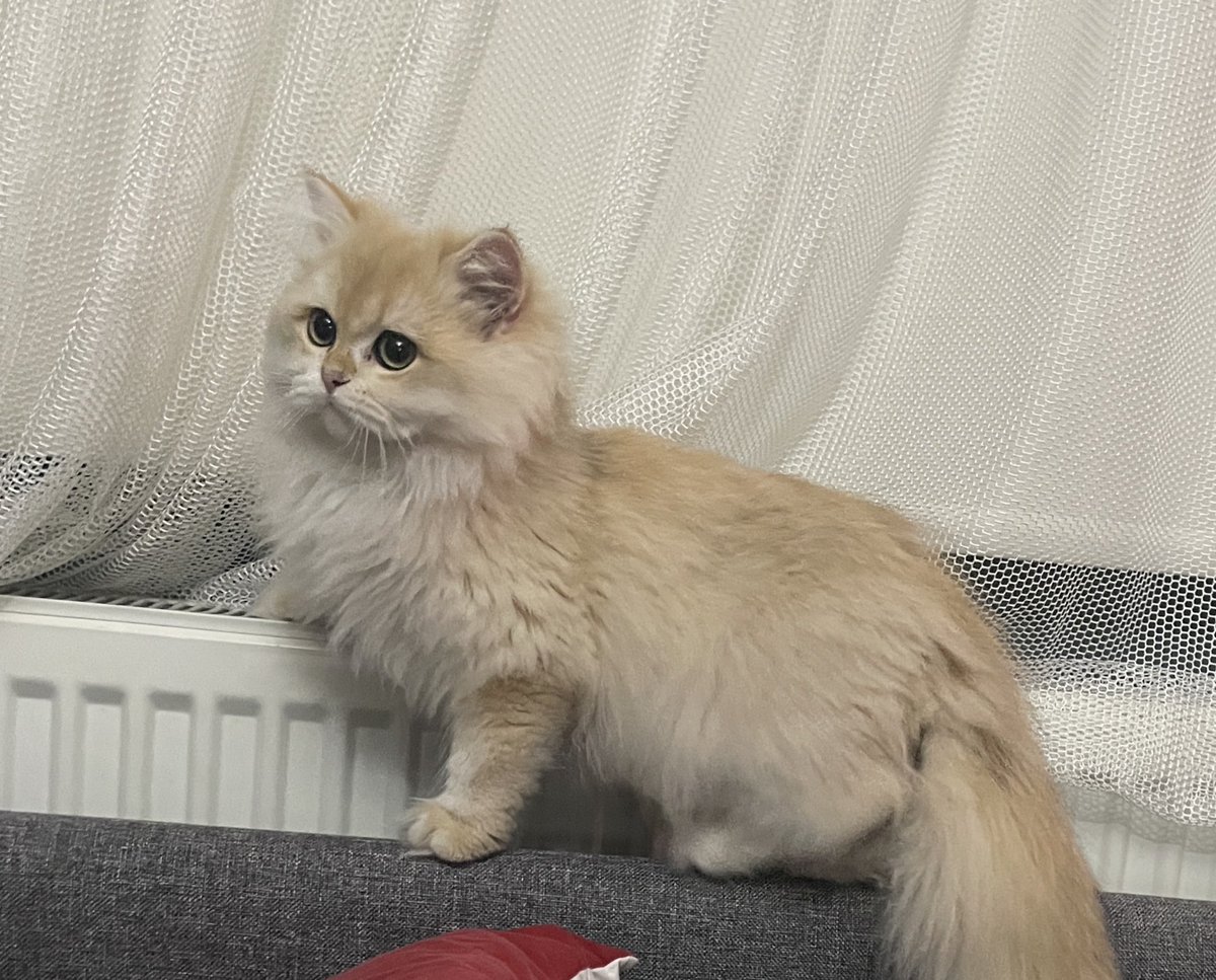 Kız güzeli ya. Gördüğüm en güzel kedisin sen.