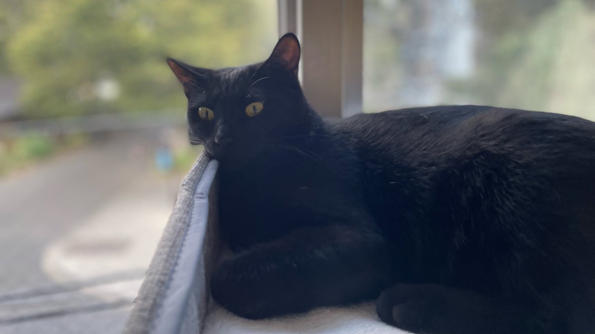 黒猫 シナダ SHINADA ぬいぐるみ もちねこ クロ(XL) MONE-0880B