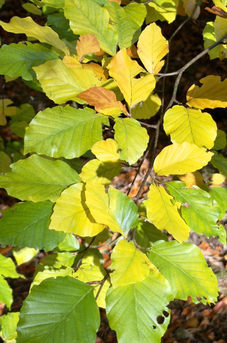 Mike Harvey tweet media