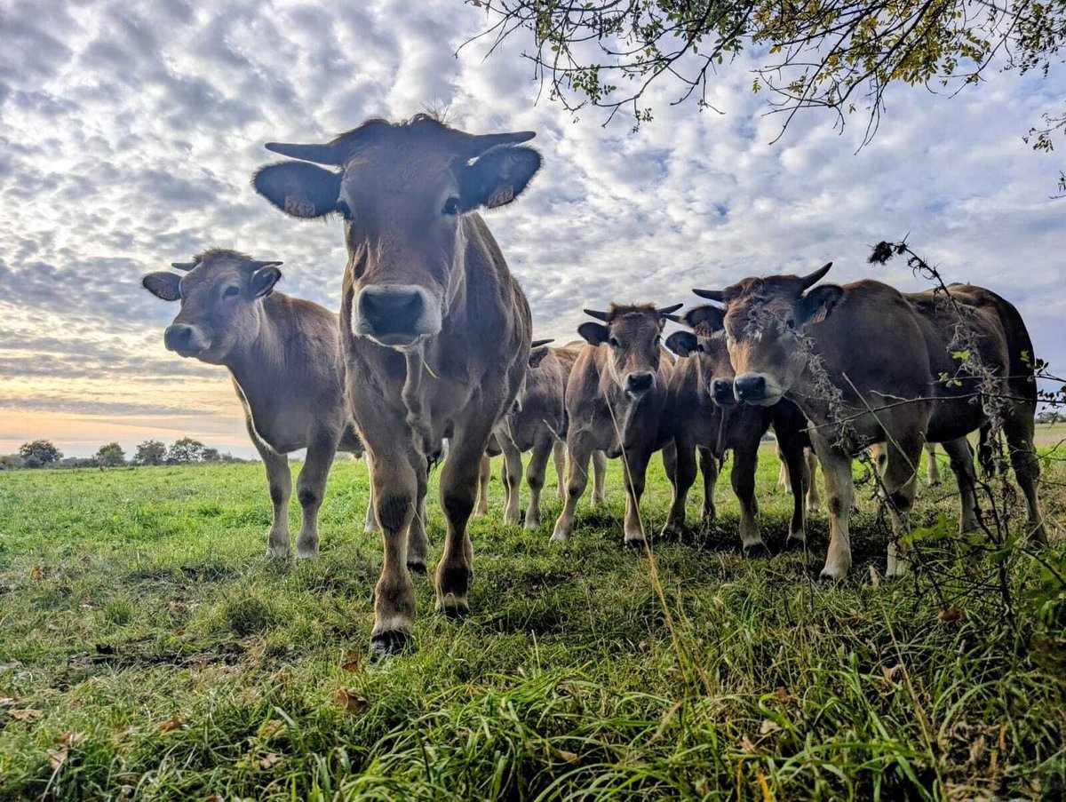Vertes_Prairies's tweet photo. Plus que 2 veaux à naître sur la ferme pour les retardataires 😄 et le reste des animaux paturent plein mufle ! https://t.co/vSxGLCVIVE