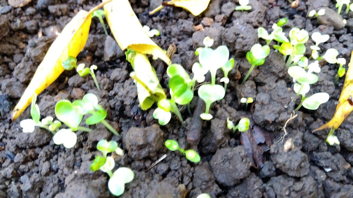 Shino40@ブログ頑張りオヤジ on X