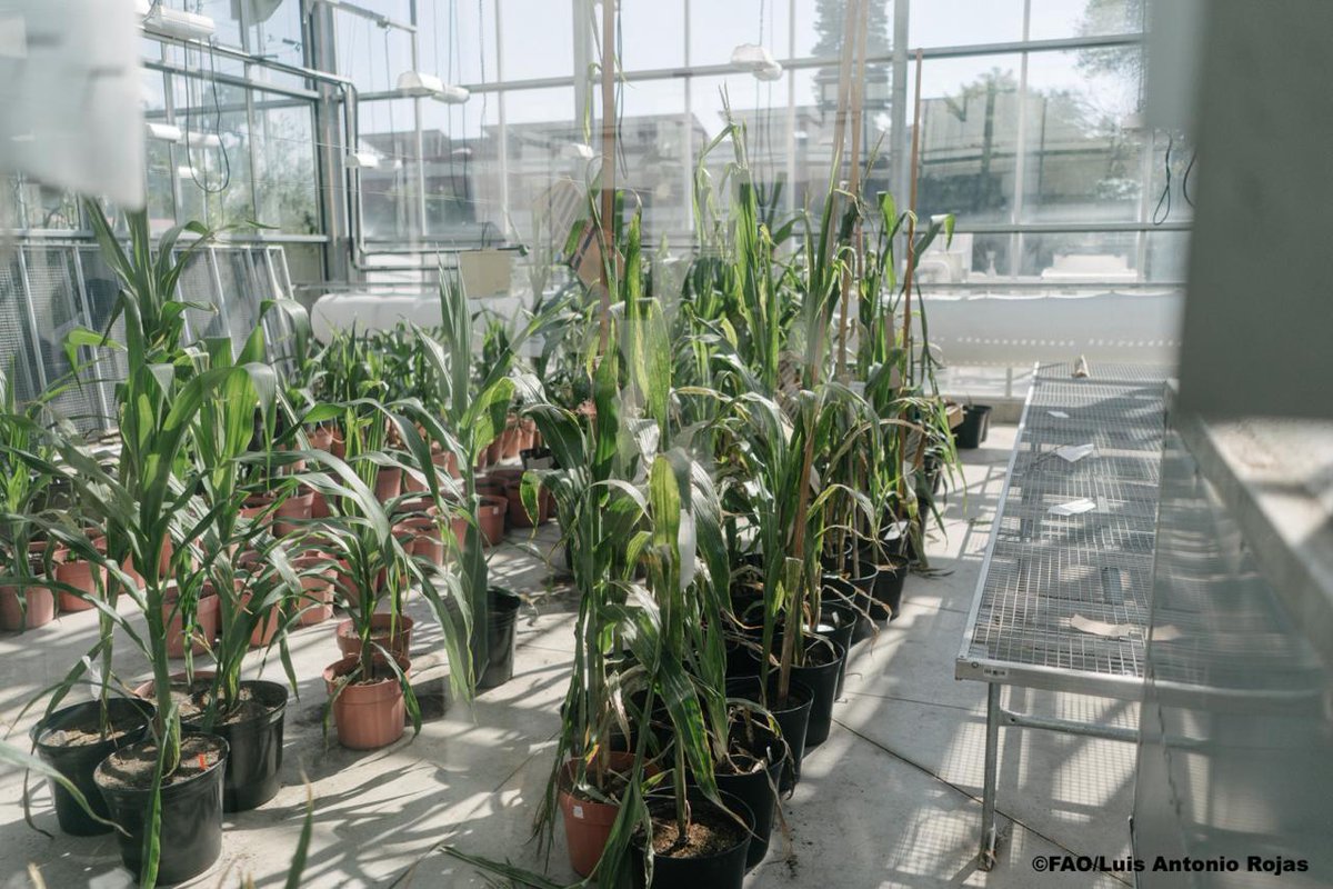 FAODG's tweet photo. During my visit to @CIMMYT, I met with @bramaccimmyt &amp; his team for an inspiring exchange on how #AgInnovation, research &amp; partnerships can accelerate the transformation of agrifood systems. Together, we can build a better future for all. #FAO80 #4Betters https://t.co/nsJgospK9q